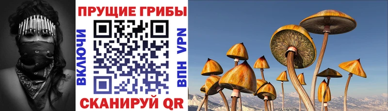 хочу Кулебаки Галлюциногенные грибы Psilocybe